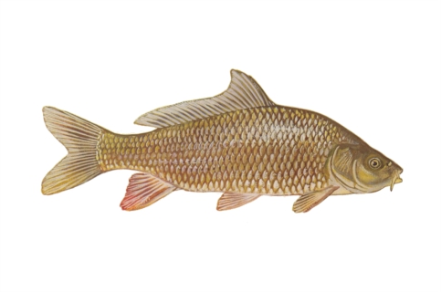 karp karp