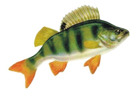okoń okoń